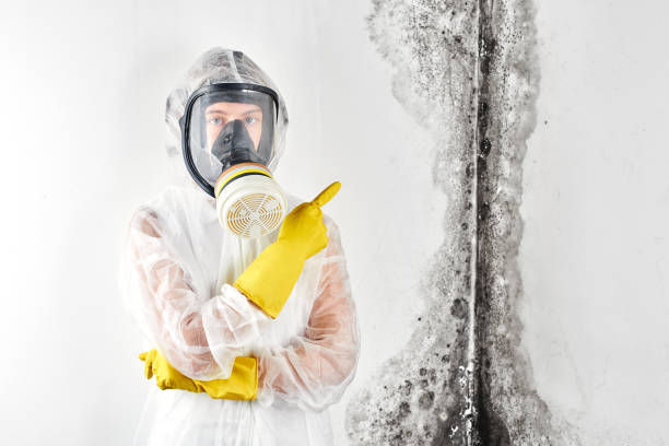 Best Mold Prevention Services  in USA